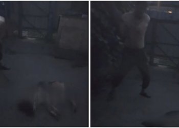 25-летний житель Новосибирской области избил до смерти собаку и послал жене угрозы