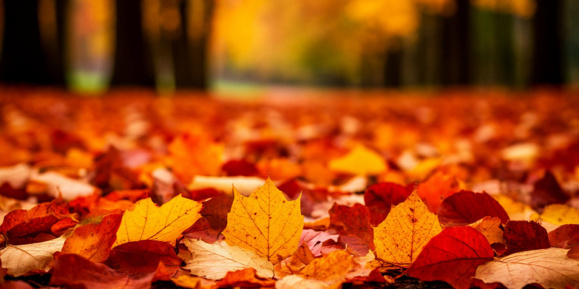 1 ноября — Иванов день: традиции и запреты