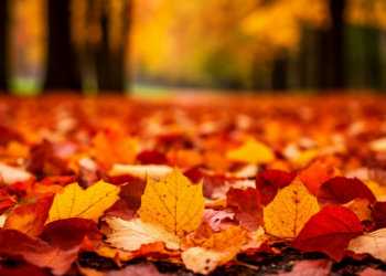 1 ноября — Иванов день: традиции и запреты