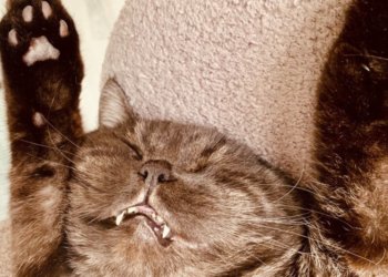 В Госдуме предложили ограничить число домашних животных в квартирах