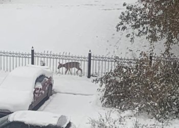 В Первомайском районе спасатели освободили застрявшую в заборе косулю