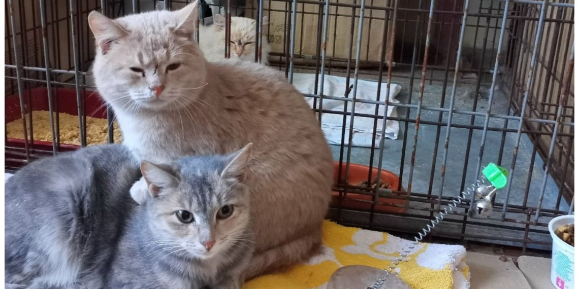 Десять кошек эвакуировали из аварийного неотапливаемого дома в Новосибирской области