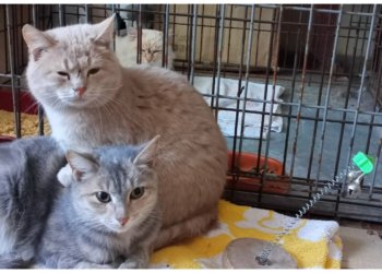 Десять кошек эвакуировали из аварийного неотапливаемого дома в Новосибирской области