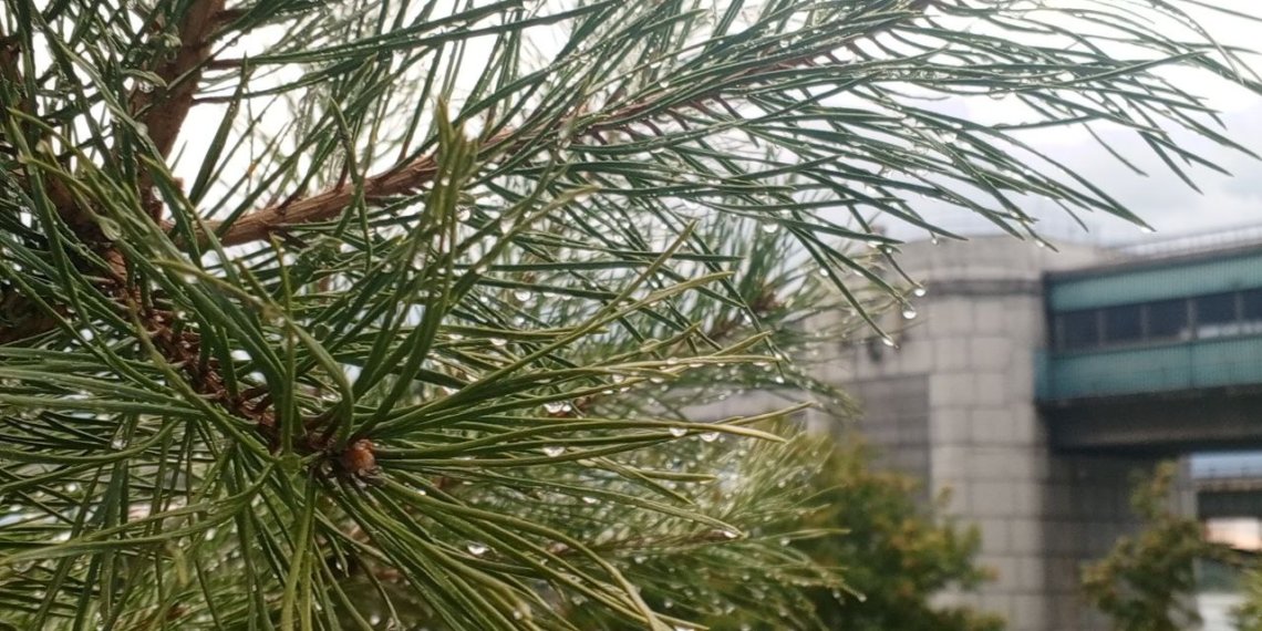 В Новосибирске похолодало до −11 °С: синоптики предупреждают о мокром снеге и гололёде