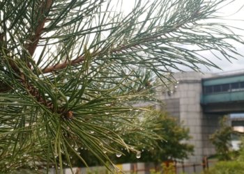 В Новосибирске похолодало до −11 °С: синоптики предупреждают о мокром снеге и гололёде