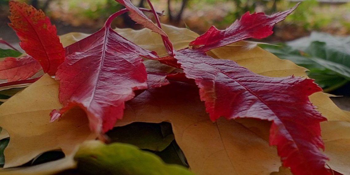 Общегородской субботник 4 октября отменён в Новосибирске