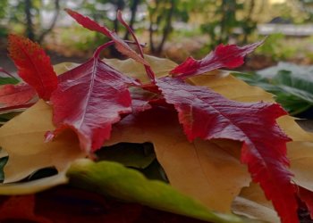 Общегородской субботник 4 октября отменён в Новосибирске