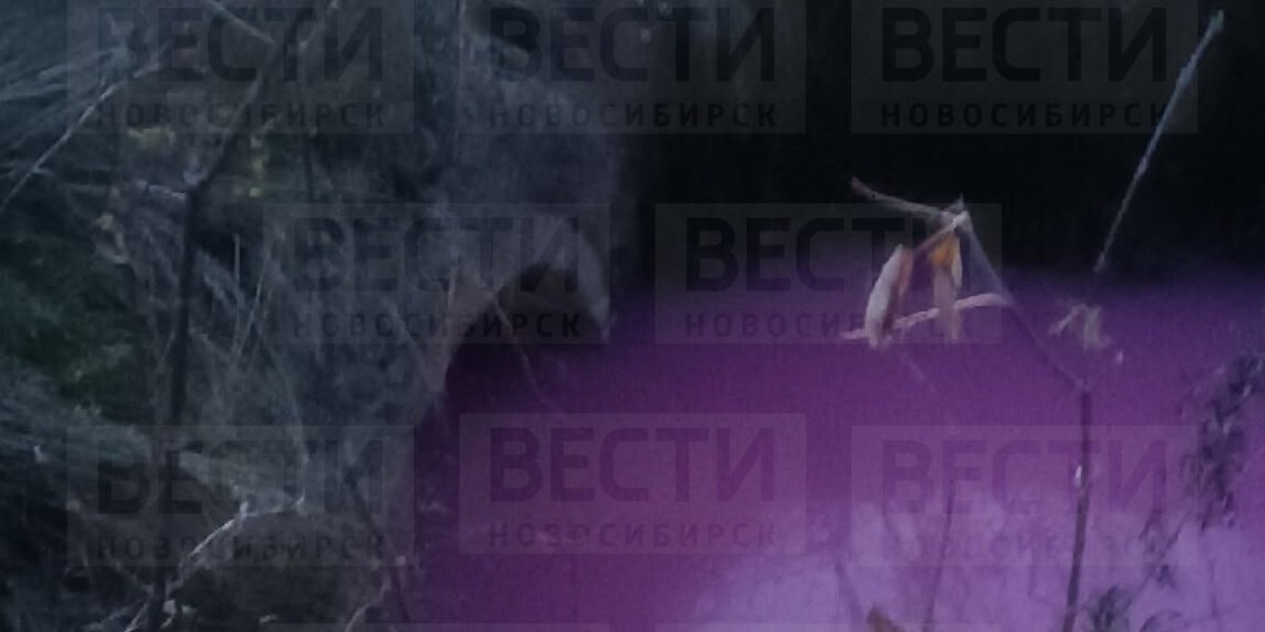 В Новосибирске река окрасилась в сиреневый цвет