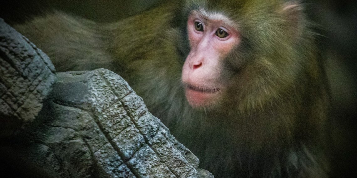 В новосибирском зоопарке открылся новый павильон для японских макак