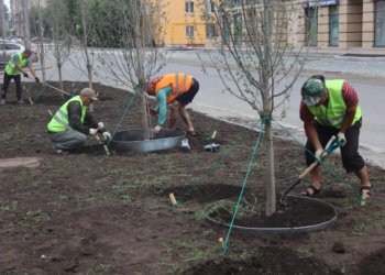 Мэр подвел итоги года озеленения по программе «10 тысяч деревьев» в Новосибирске