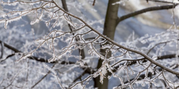 ЧС ввели в восьми районах Новосибирской области из-за заморозков: урожай остался под снегом