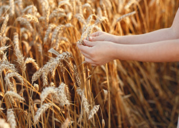 Льготное кредитование для аграриев малого бизнеса в Сибири показало рекордный рост