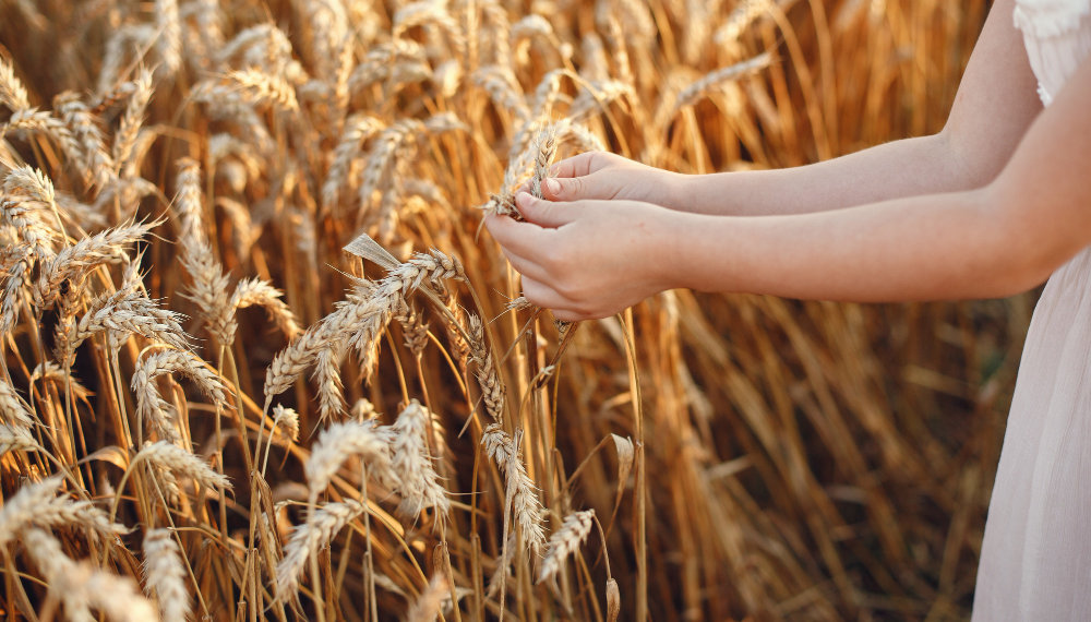 Льготное кредитование для аграриев малого бизнеса в Сибири показало рекордный рост