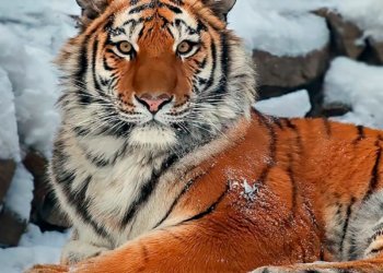 В Новосибирском зоопарке не стало амурского тигра Максимуса