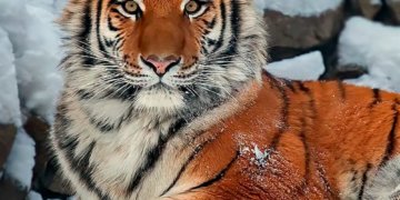 В Новосибирском зоопарке не стало амурского тигра Максимуса