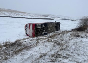 ДТП с коровой привело к опрокидыванию автобуса с вахтовиками в Забайкалье