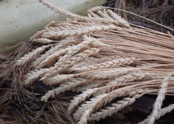 Сбер представил цифровые и финансовые решения для агробизнеса на «Сибирской аграрной неделе — 2025»