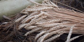 Сбер представил цифровые и финансовые решения для агробизнеса на «Сибирской аграрной неделе — 2025»