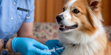 Ветпункты бесплатной вакцинации от бешенства развернули в Новосибирске