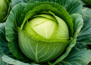 Гурьев день — начало рождественского поста