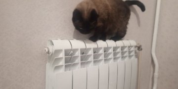 Прокуратура заинтересовалась отключением отопления в новосибирском Академгородке