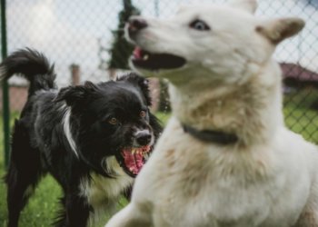 Администрация заплатит за укус бездомной собаки, которая напала на ребëнка в Кыштовке
