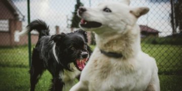 Администрация заплатит за укус бездомной собаки, которая напала на ребëнка в Кыштовке