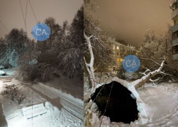 Стихия бушует: мокрый снег повалил десятки деревьев в новосибирском Академгородке