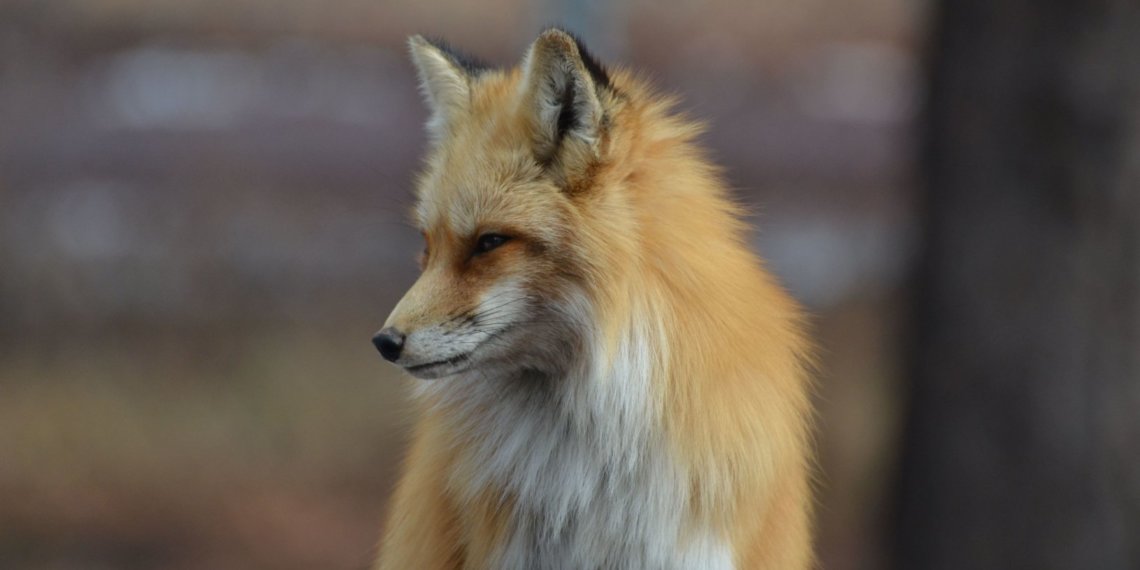 Дикая лиса напала на женщину на левом берегу Новосибирска: видео