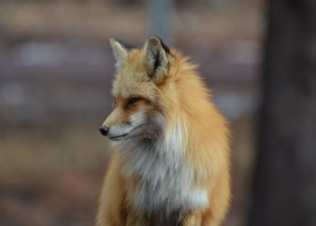 Дикая лиса напала на женщину на левом берегу Новосибирска: видео