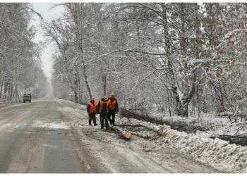 Никогда такого не было и вот опять: внезапный мокрый снег ломает деревья в Новосибирске