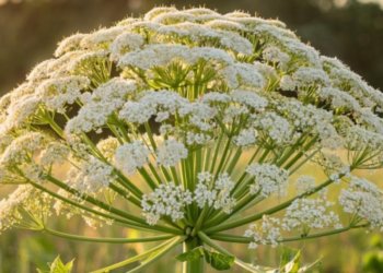 Новосибирцев начнут штрафовать за борщевик на дачных участках с 2026 года