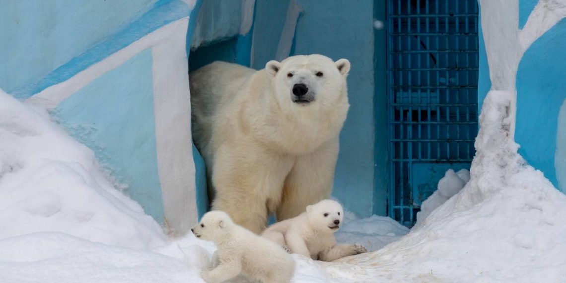 Материнская любовь едина: трогательное видео ко Дню матери опубликовал Новосибирский зоопарк