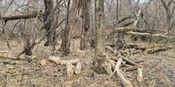 Вырубка деревьев в Бугринском лесу вызвала скандал среди новосибирцев