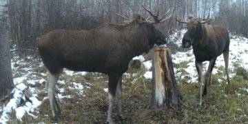 Лоси попались на фото во время трапезы в Убинском районе