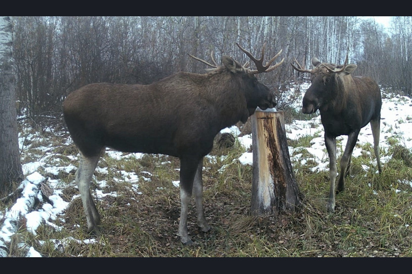 Лоси попались на фото во время трапезы в Убинском районе