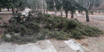 Дерево упало на пожилую пару в Ленинском районе: видео