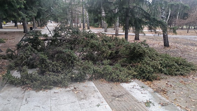 Дерево упало на пожилую пару в Ленинском районе: видео