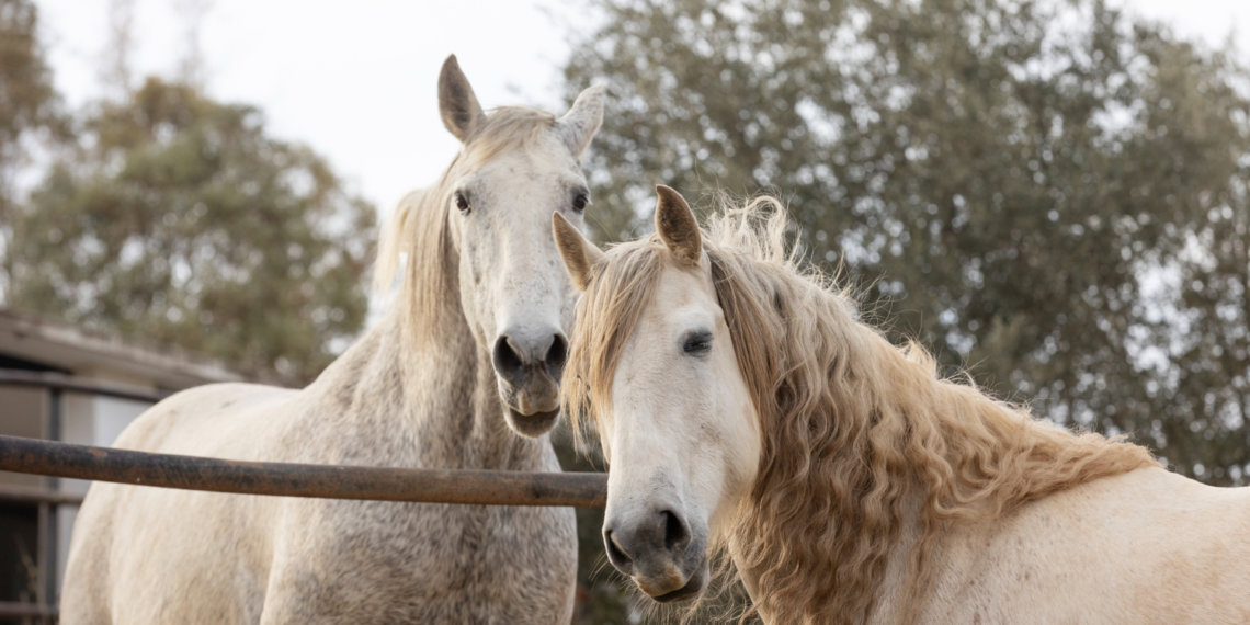 Россияне скупили весь кумыс в преддверии года Лошади