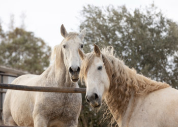 Россияне скупили весь кумыс в преддверии года Лошади