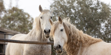 Россияне скупили весь кумыс в преддверии года Лошади