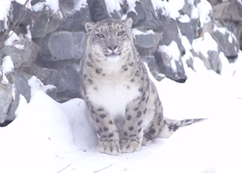 Самка снежного барса Серебряна приехала в Новосибирский зоопарк