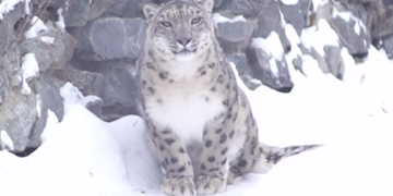 Самка снежного барса Серебряна приехала в Новосибирский зоопарк