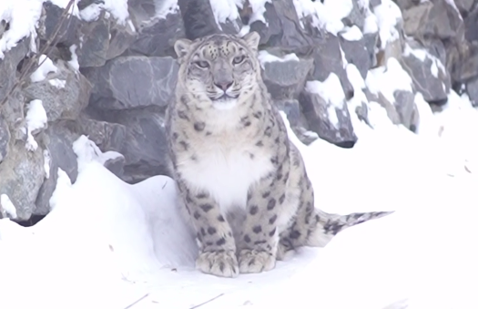 Самка снежного барса Серебряна приехала в Новосибирский зоопарк