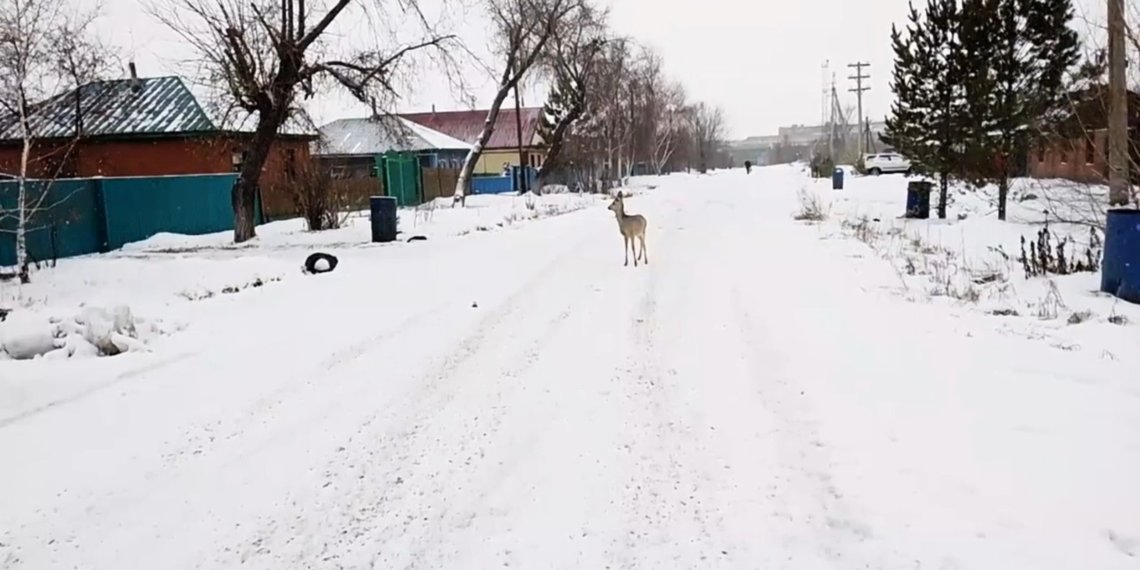 Испуганная косуля заблудилась в Карасуке: жители пытались ей помочь