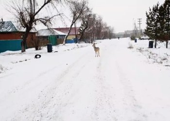 Испуганная косуля заблудилась в Карасуке: жители пытались ей помочь