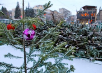 Идеальная ёлка: как выбрать праздничное дерево, чтобы не испортить Новый год