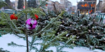 Идеальная ёлка: как выбрать праздничное дерево, чтобы не испортить Новый год