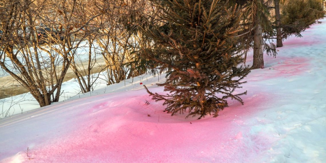 Вонючий случай: ёлки обработали антивандальным спреем в скверах Новосибирска