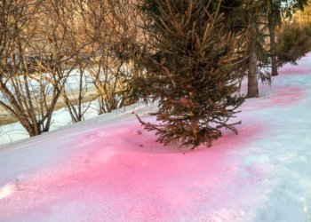 Вонючий случай: ёлки обработали антивандальным спреем в скверах Новосибирска